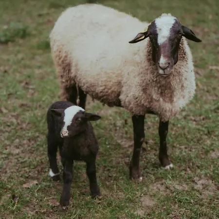 Tatil Evi Le Moulin Barbotte La Convivialite En Pleine Nature Nesle-la-Reposte