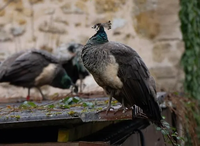 Le Moulin Barbotte La Convivialité En Pleine Nature Casa vacanze